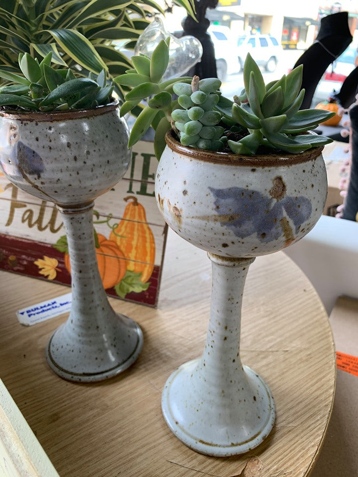 Succulent in Ceramic Goblet